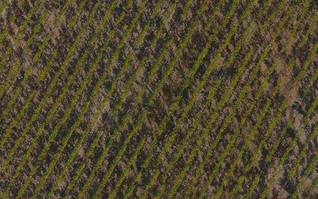 Comptage Vigne avec Pieds Manquants : Détail