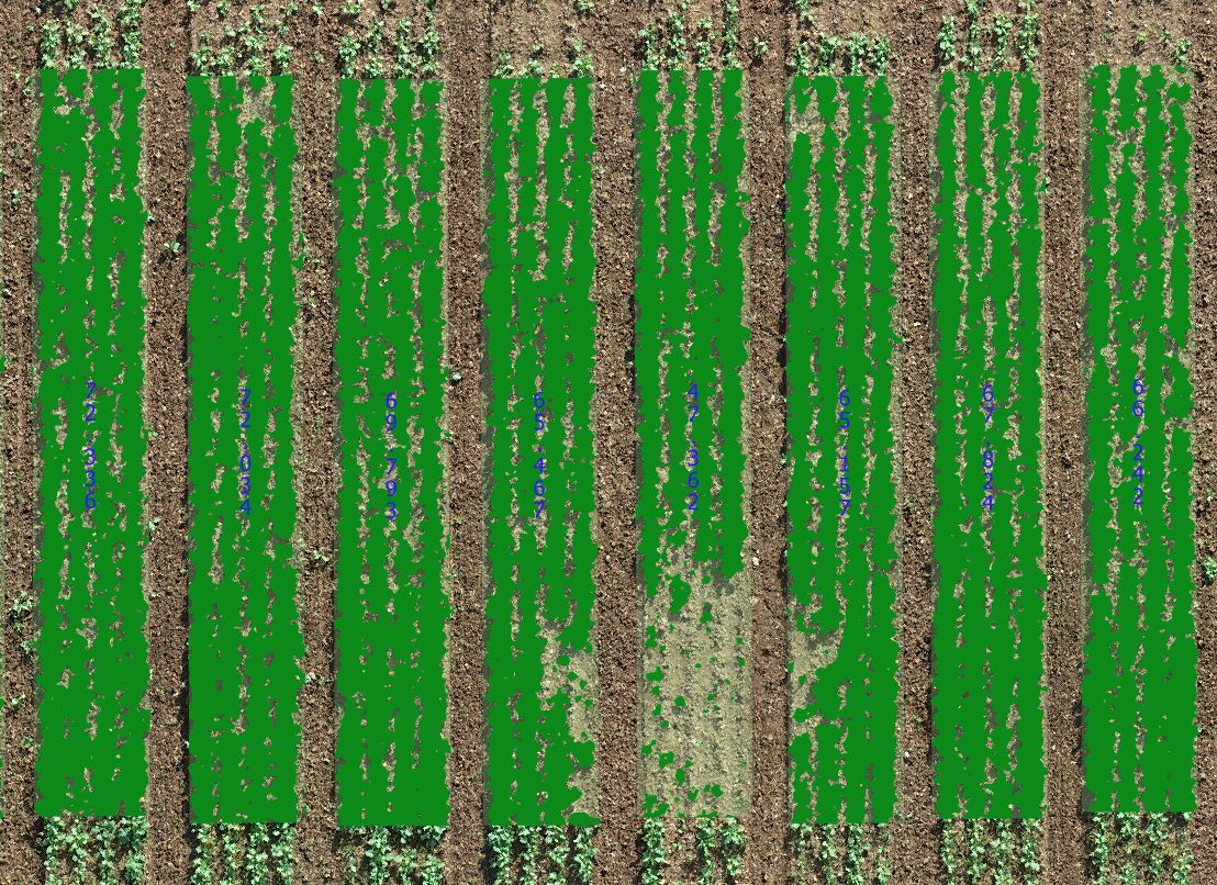 Rapeseed Green Cover (%) without Weeds Emergency Dynamic