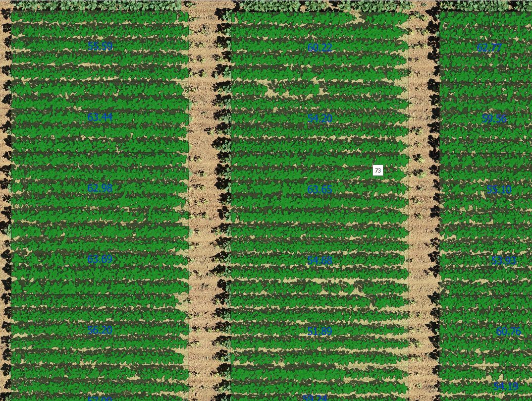 Couverture Tournesol Hors Adventices (%)